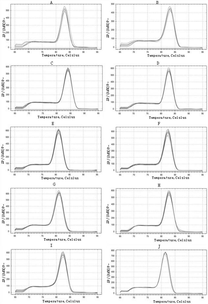 Reference genes for fluorescence quantitative detection of seven tissues of cherax quadricarinatus, screening method and application thereof