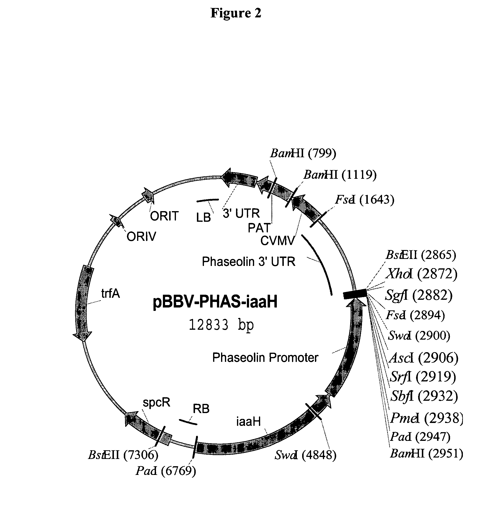 Vectors and cells for preparing immunoprotective compositions derived from transgenic plants