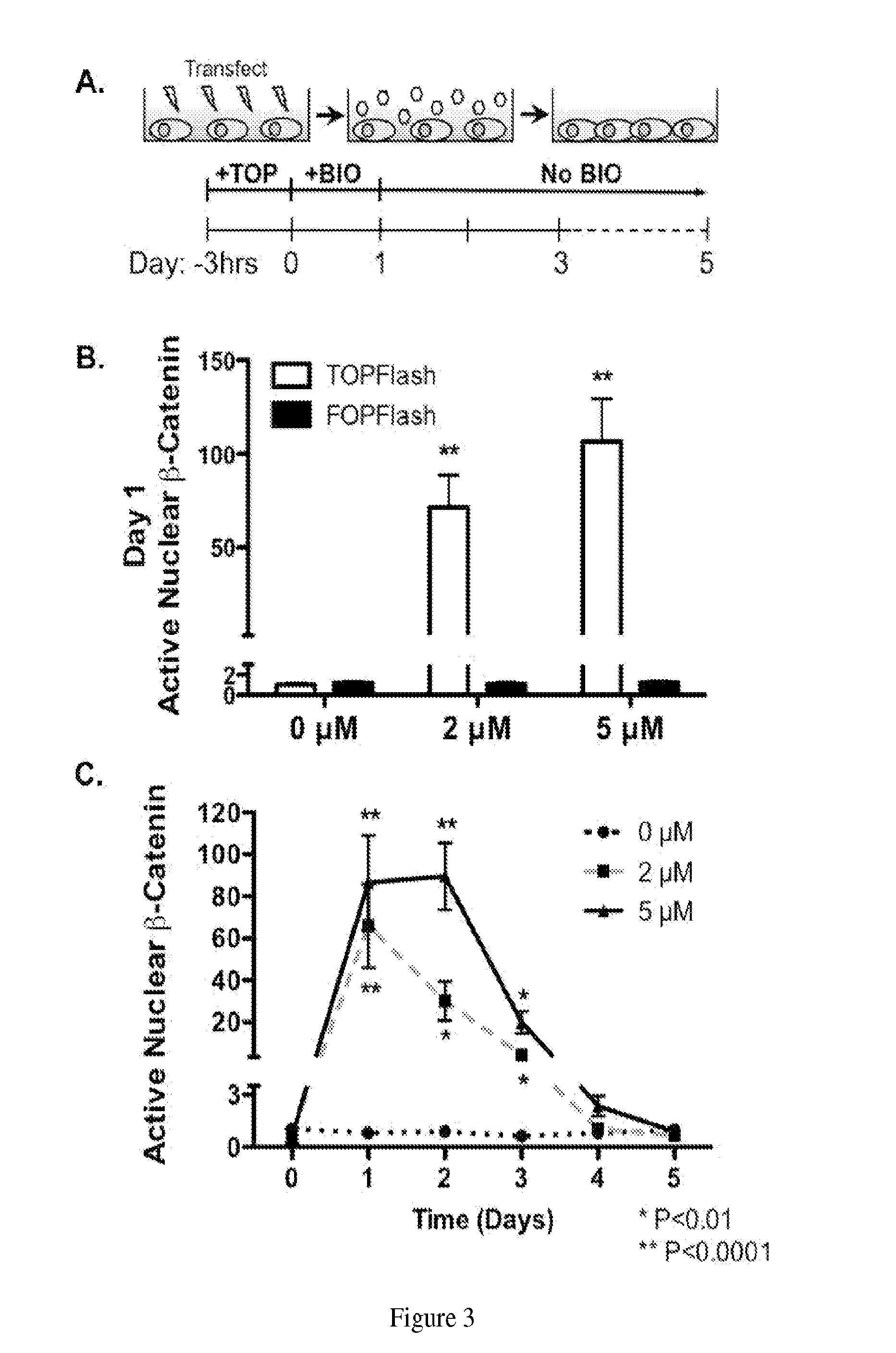 Methods and compositions for mesenchymal stem cell proliferation