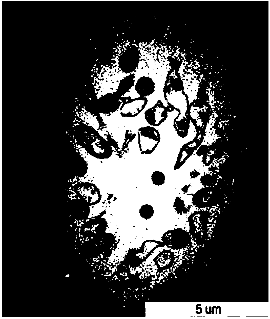 Construction method of bacterial ghost carrier