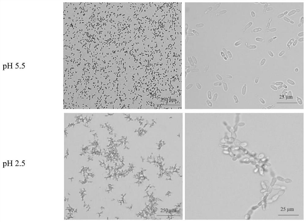 Method, construction and application for inhibiting cell aggregation of Pichia kurdori strain