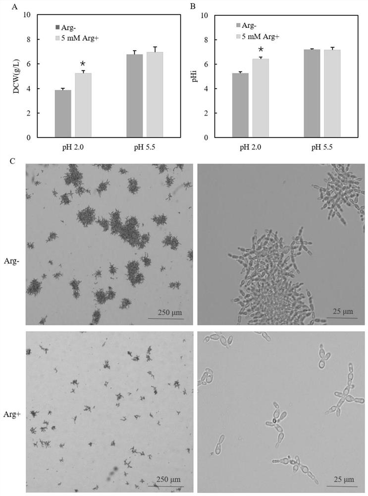 Method, construction and application for inhibiting cell aggregation of Pichia kurdori strain