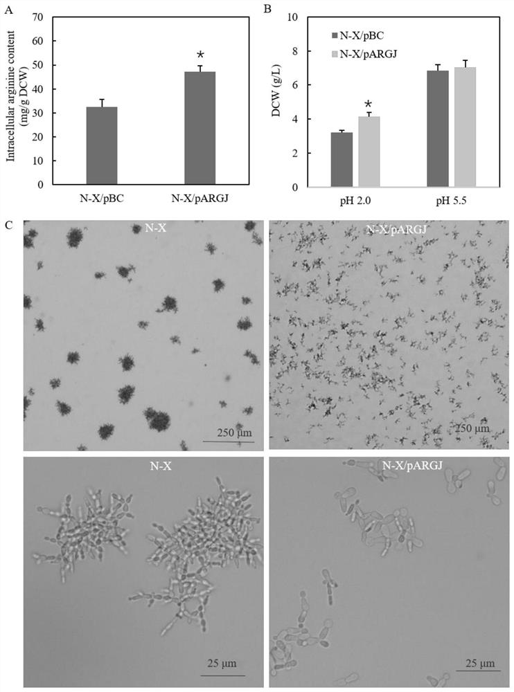 Method, construction and application for inhibiting cell aggregation of Pichia kurdori strain