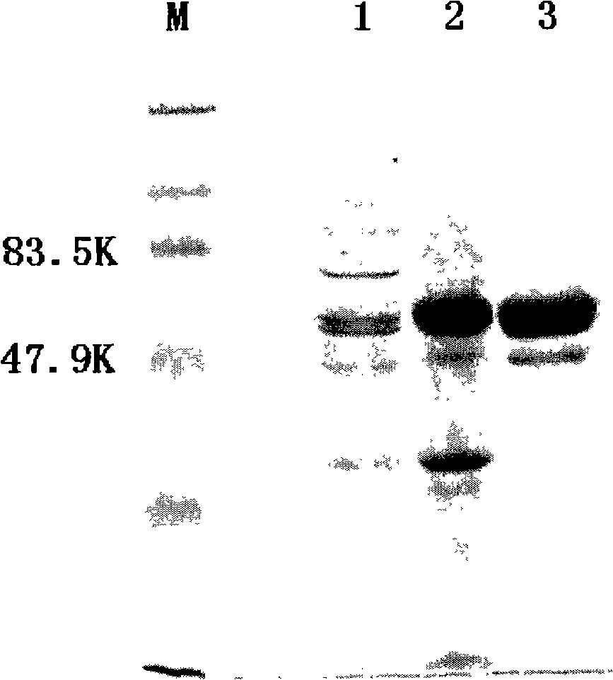 Truncated human papilloma virus 18 type L1 protein