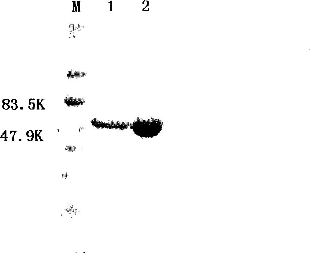 Truncated human papilloma virus 18 type L1 protein