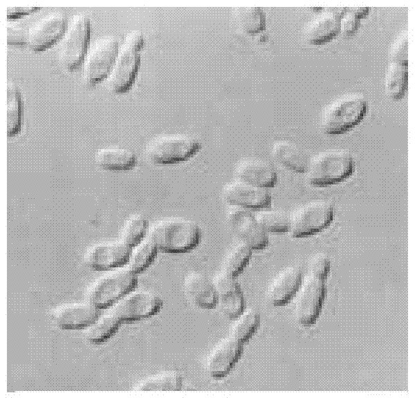 Method for treatment on 137Cs radioactive waste liquid by microbe adsorption