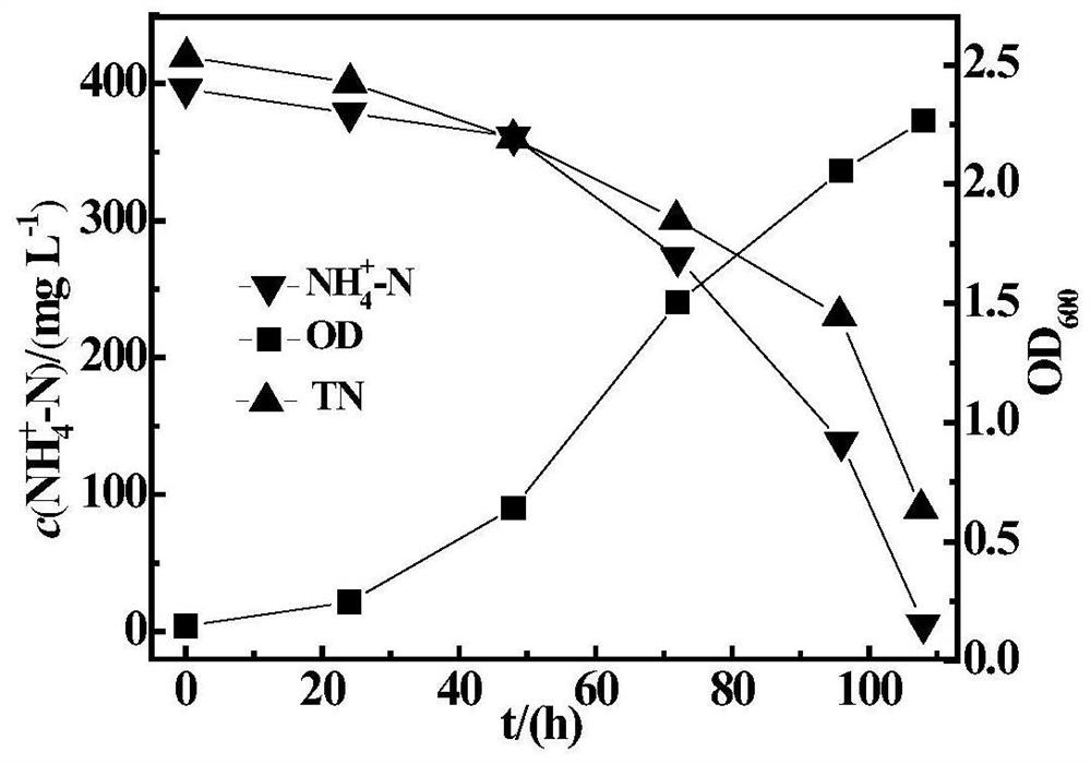 A heterotrophic nitrification-aerobic denitrification compound bacterial agent capable of removing high ammonia nitrogen at low temperature and its application