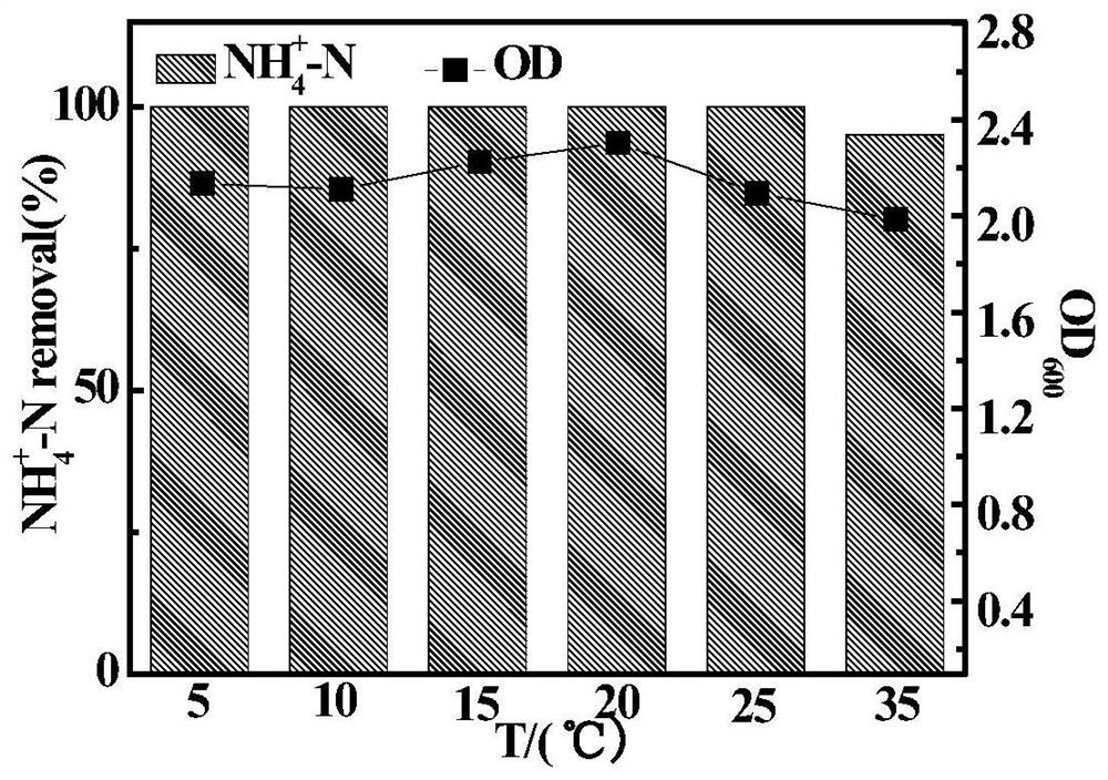 A heterotrophic nitrification-aerobic denitrification compound bacterial agent capable of removing high ammonia nitrogen at low temperature and its application