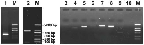 Kelp alpha type carbonic anhydrase gene Sjalpha-CA2 and encoding protein and application thereof