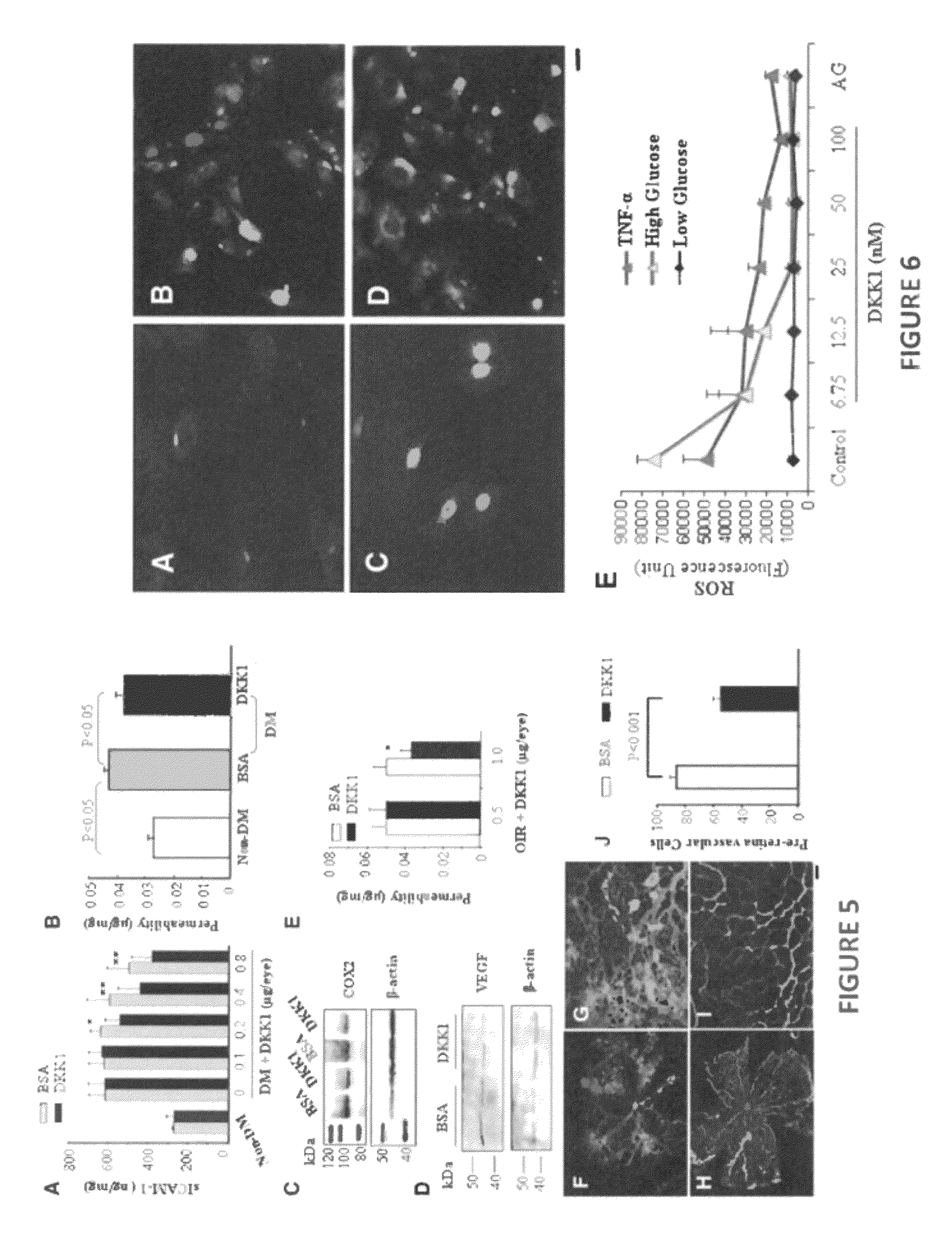 Monoclonal antibodies that inhibit the wnt signaling pathway and methods of production and use thereof