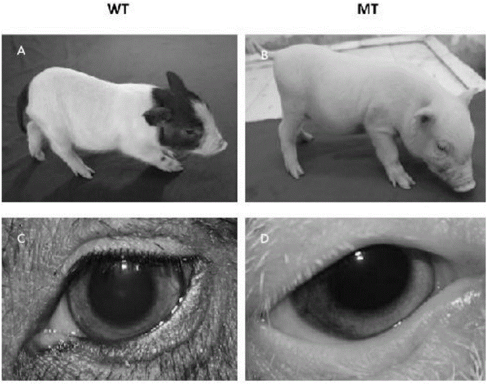 Deafness-causing porcine KIT mutant gene and application thereof