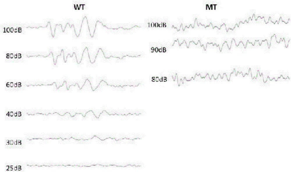 Deafness-causing porcine KIT mutant gene and application thereof