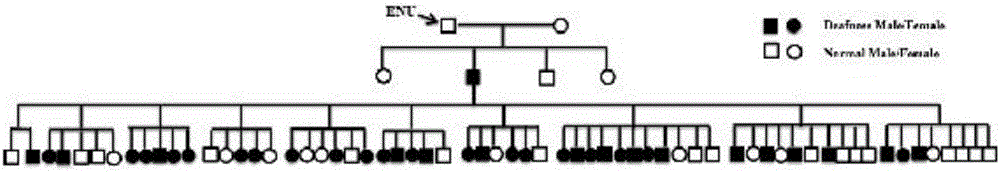 Deafness-causing porcine KIT mutant gene and application thereof