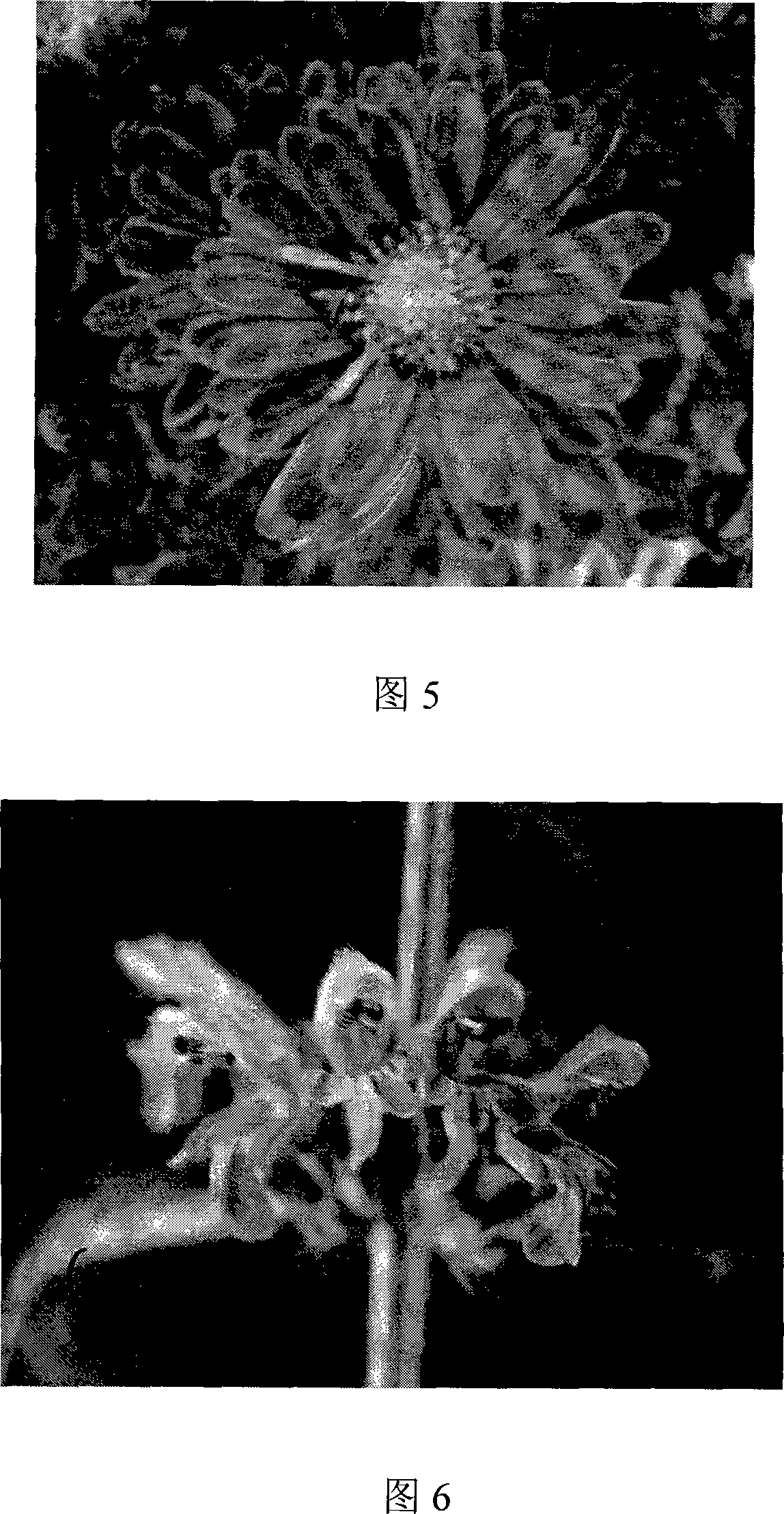 Method for breeding new flower-shaped chrysanthemum