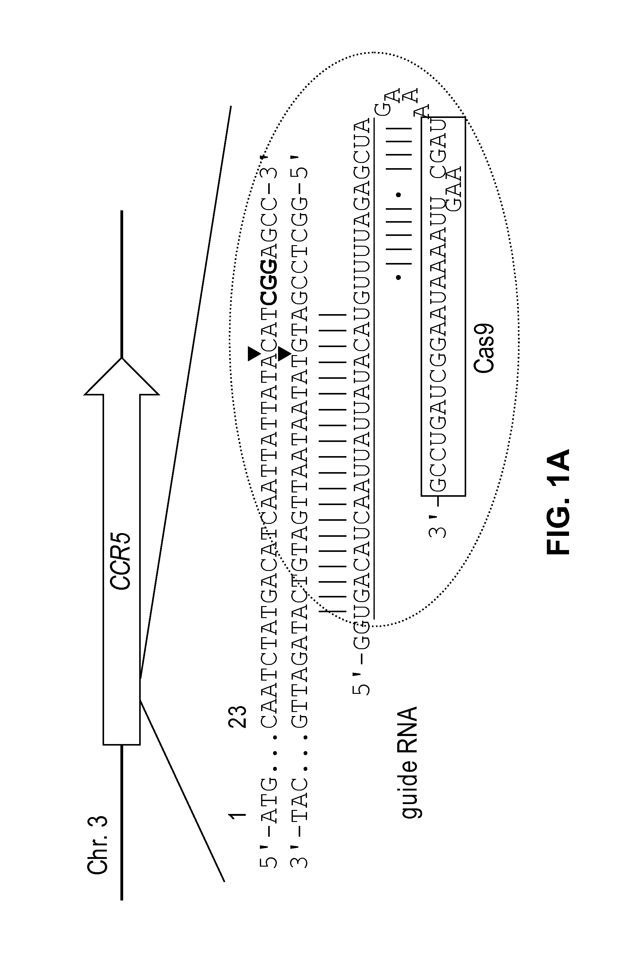 Composition for cleaving a target DNA comprising a guide RNA specific for the target DNA and cas protein-encoding nucleic acid or cas protein, and use thereof