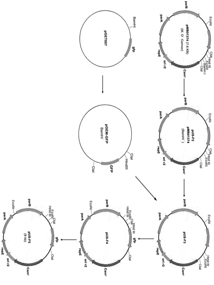 Human cytomegalovirus (HCMV) infectious clone as well as construction method and applications of HCMV infectious clone