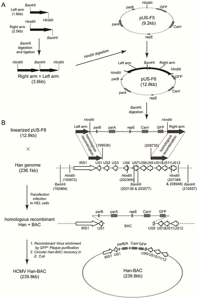 Human cytomegalovirus (HCMV) infectious clone as well as construction method and applications of HCMV infectious clone