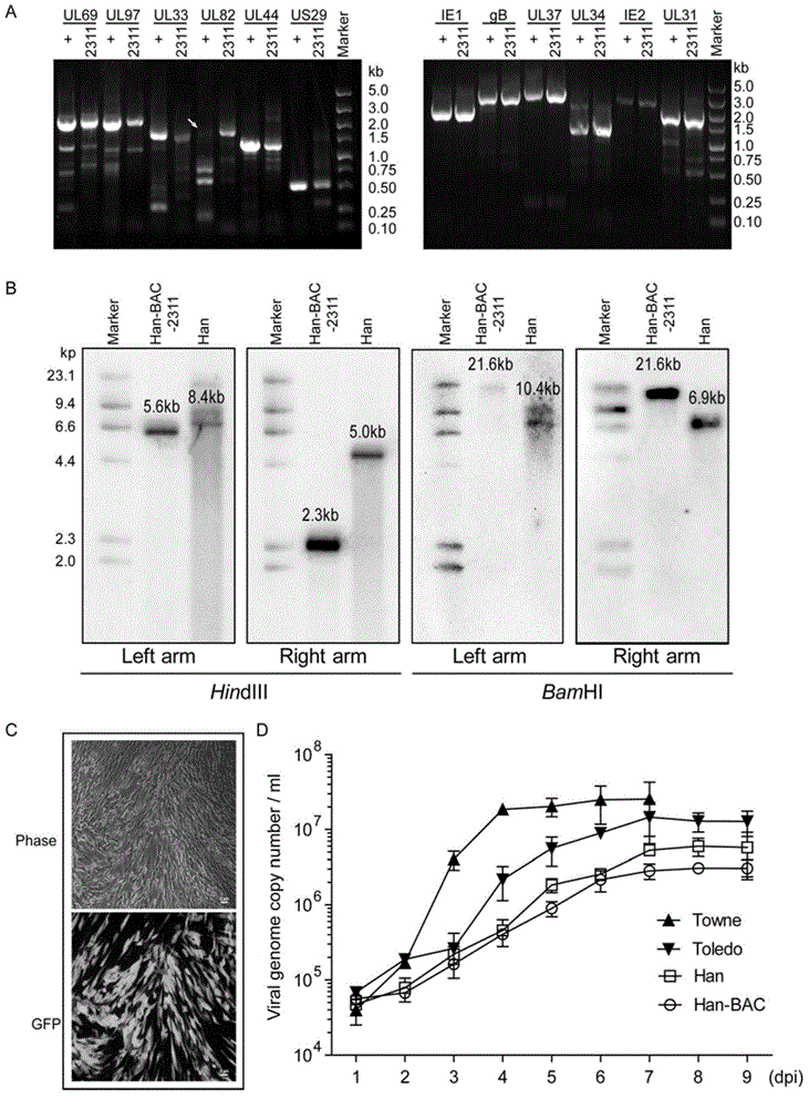 Human cytomegalovirus (HCMV) infectious clone as well as construction method and applications of HCMV infectious clone