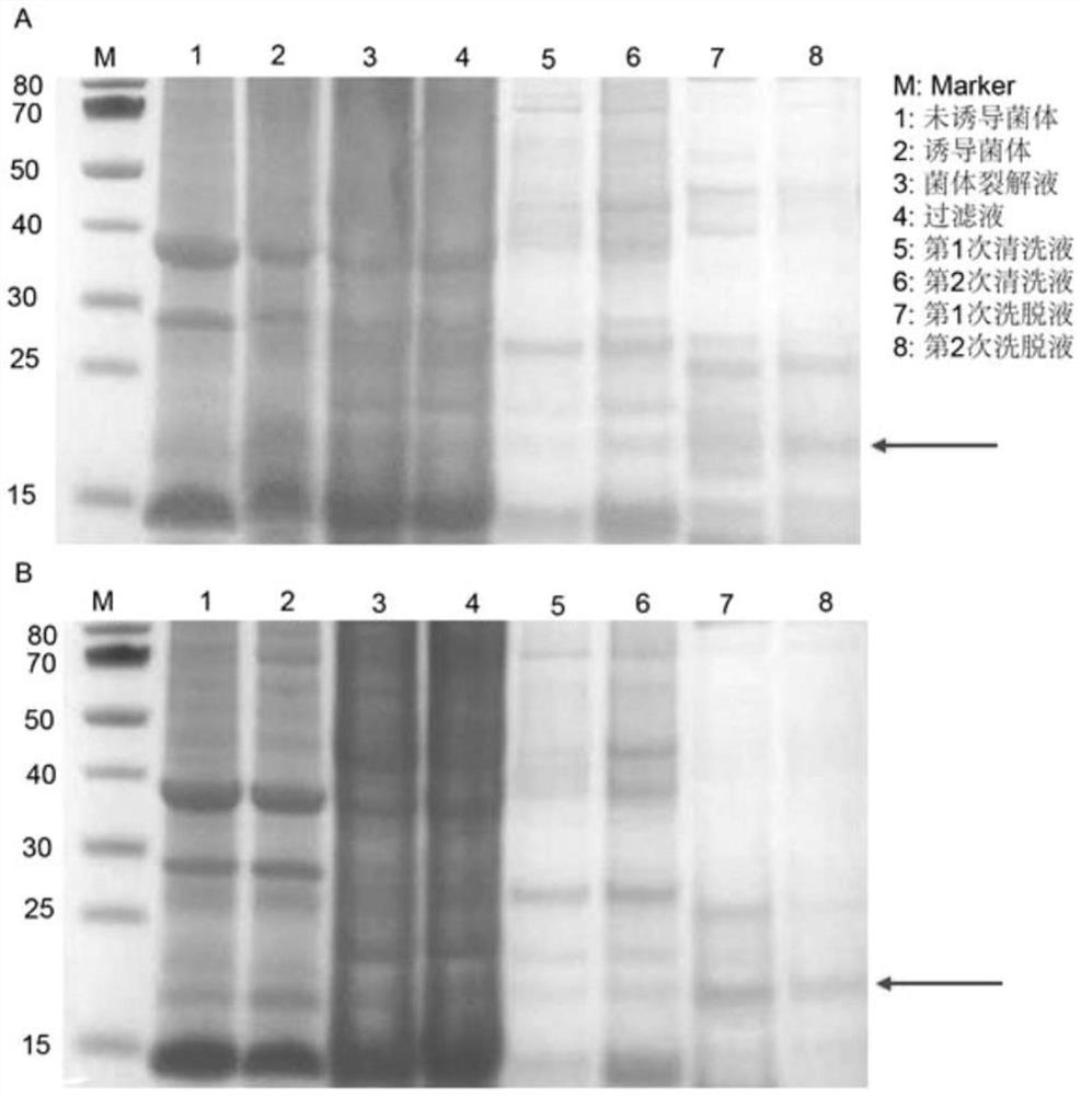 Reg4 protein and application thereof in resisting salmonella enteritidis infection