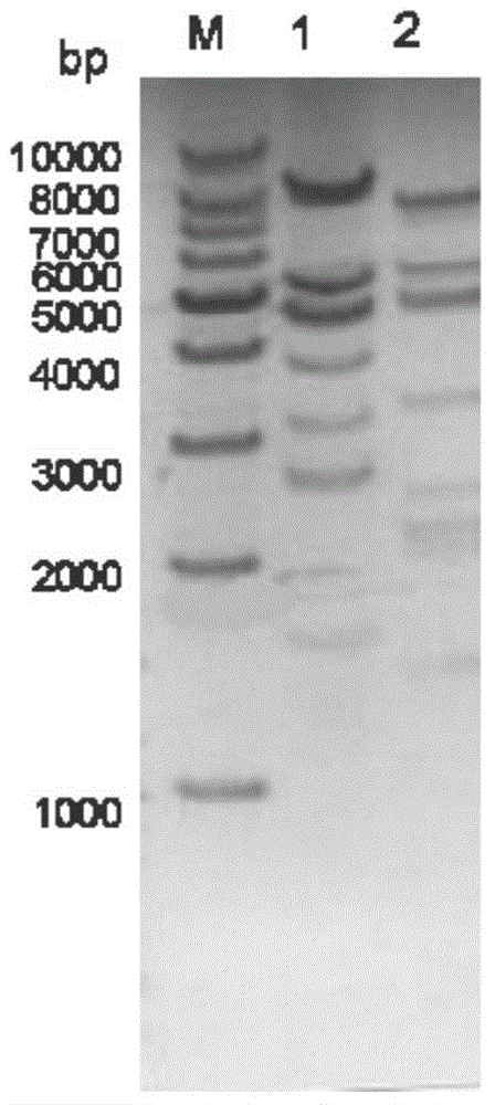 Expression vector based on adenovirus AdC68 and construction method thereof