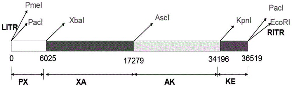 Expression vector based on adenovirus AdC68 and construction method thereof