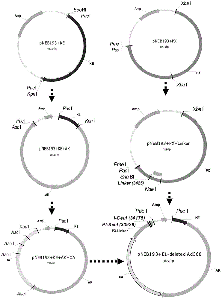 Expression vector based on adenovirus AdC68 and construction method thereof