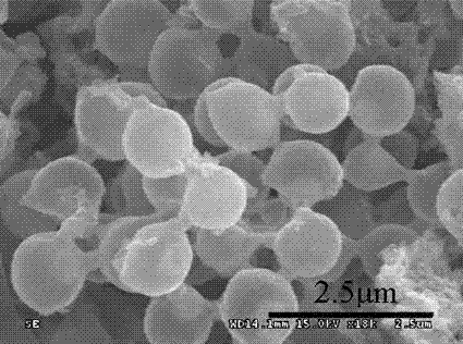 A simple method for preparing titanium dioxide multi-shell hollow spheres and sphere-in-sphere structures