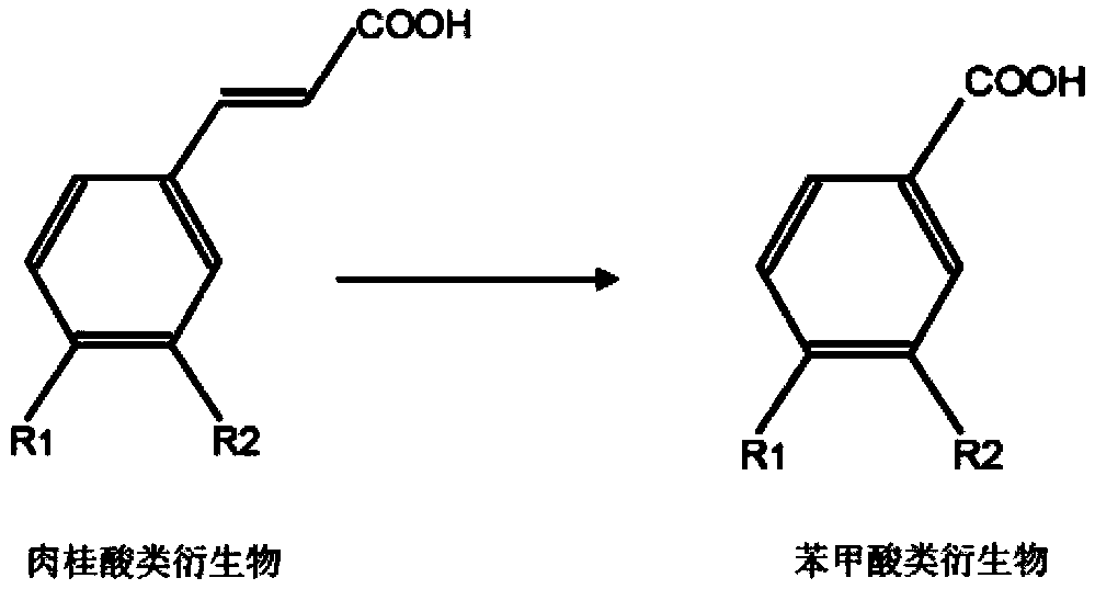 Specific strain and application thereof