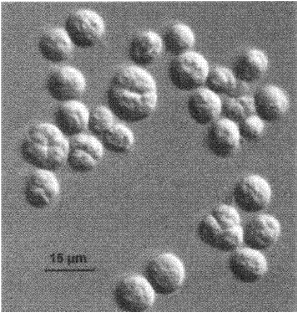 Bacterium strain for producing docosahexaenoic acid and use thereof