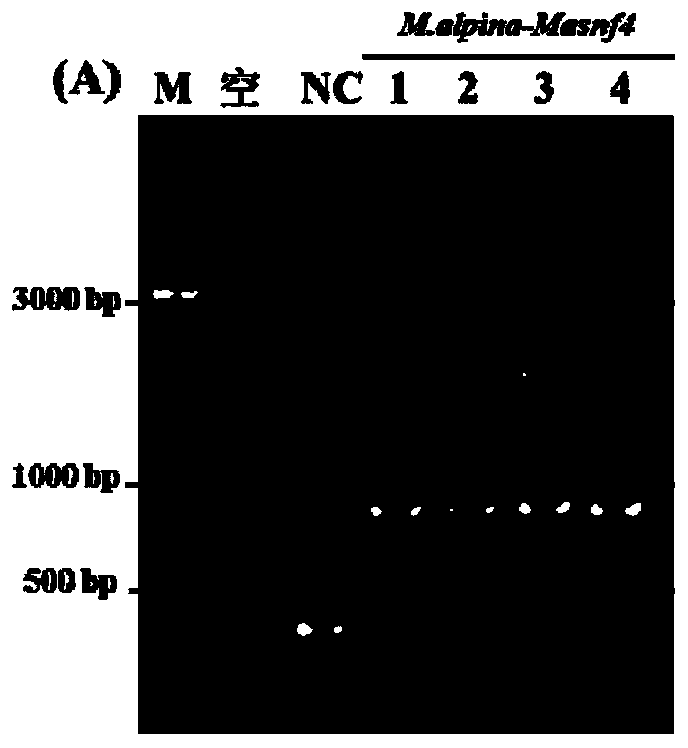 Cane sugar non-fermentation type protein kinase regulatory subunit and application thereof