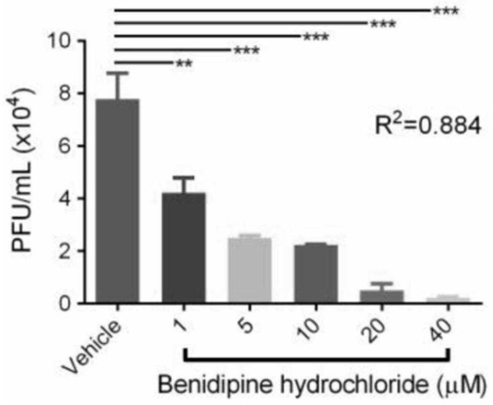 Application of benidipine in the preparation of drugs for preventing and/or treating bunyavirus infectious diseases