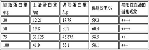 Latex agglutination detection method for bovine viral diarrhea viruses and application