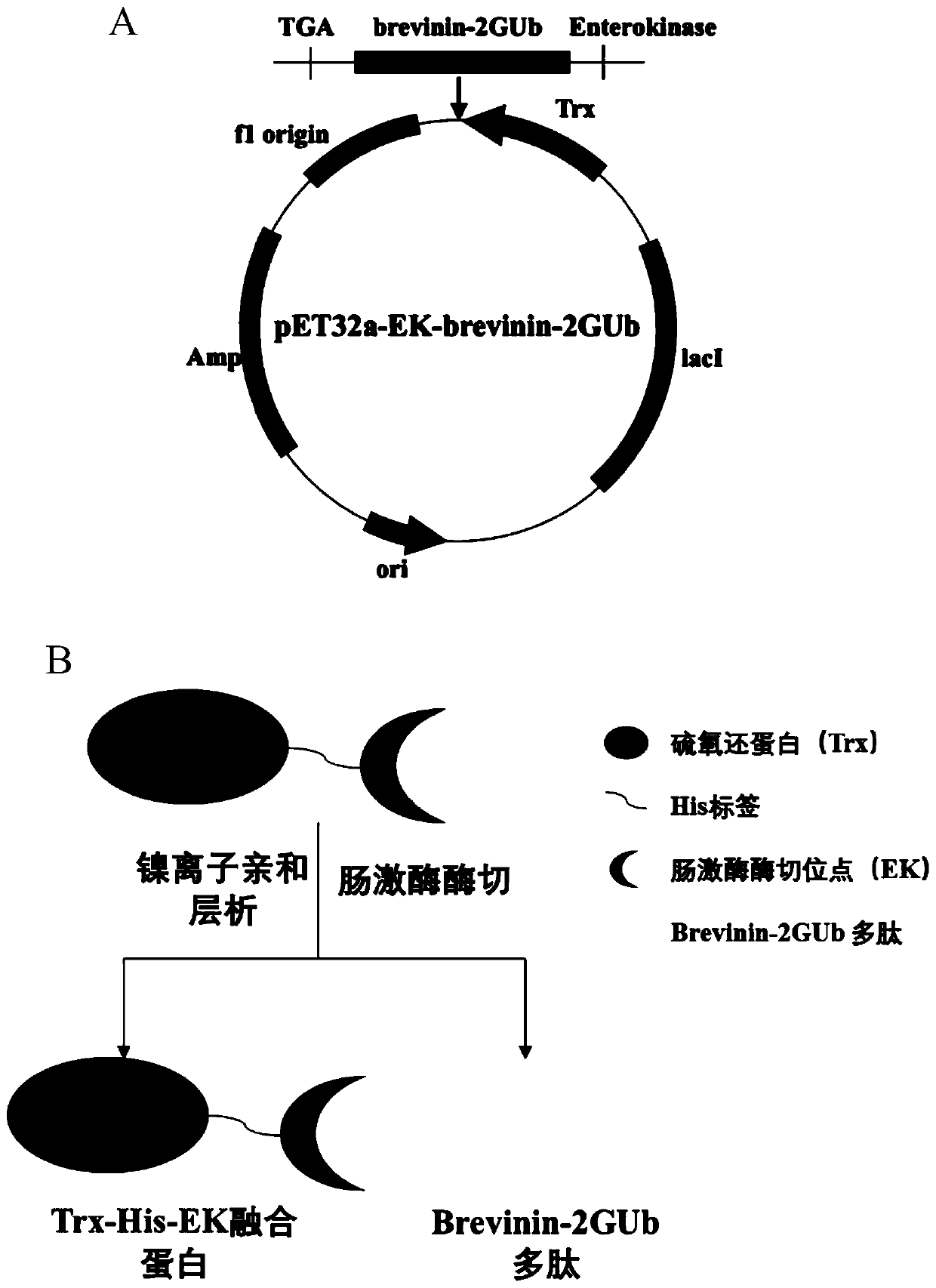 Recombinant expression method and application of Brevinin-2GUb polypeptide