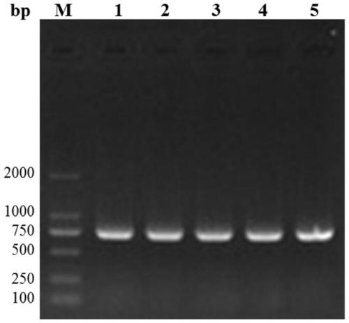 Recombinant expression method and application of Brevinin-2GUb polypeptide