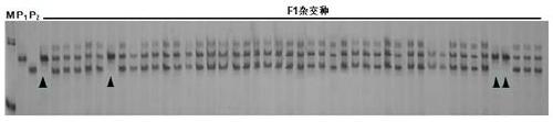 Primer for identifying purity of brassica rapa L. ssp. chinensis makino sujun 316 seeds and application