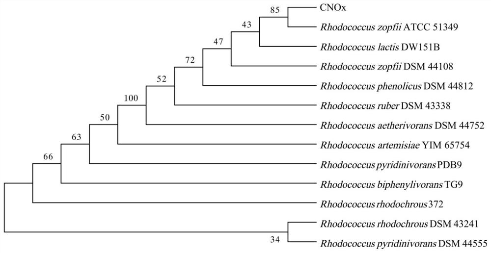 A Facultative Nutritional Ammonia Oxidizing Bacteria and Its Application