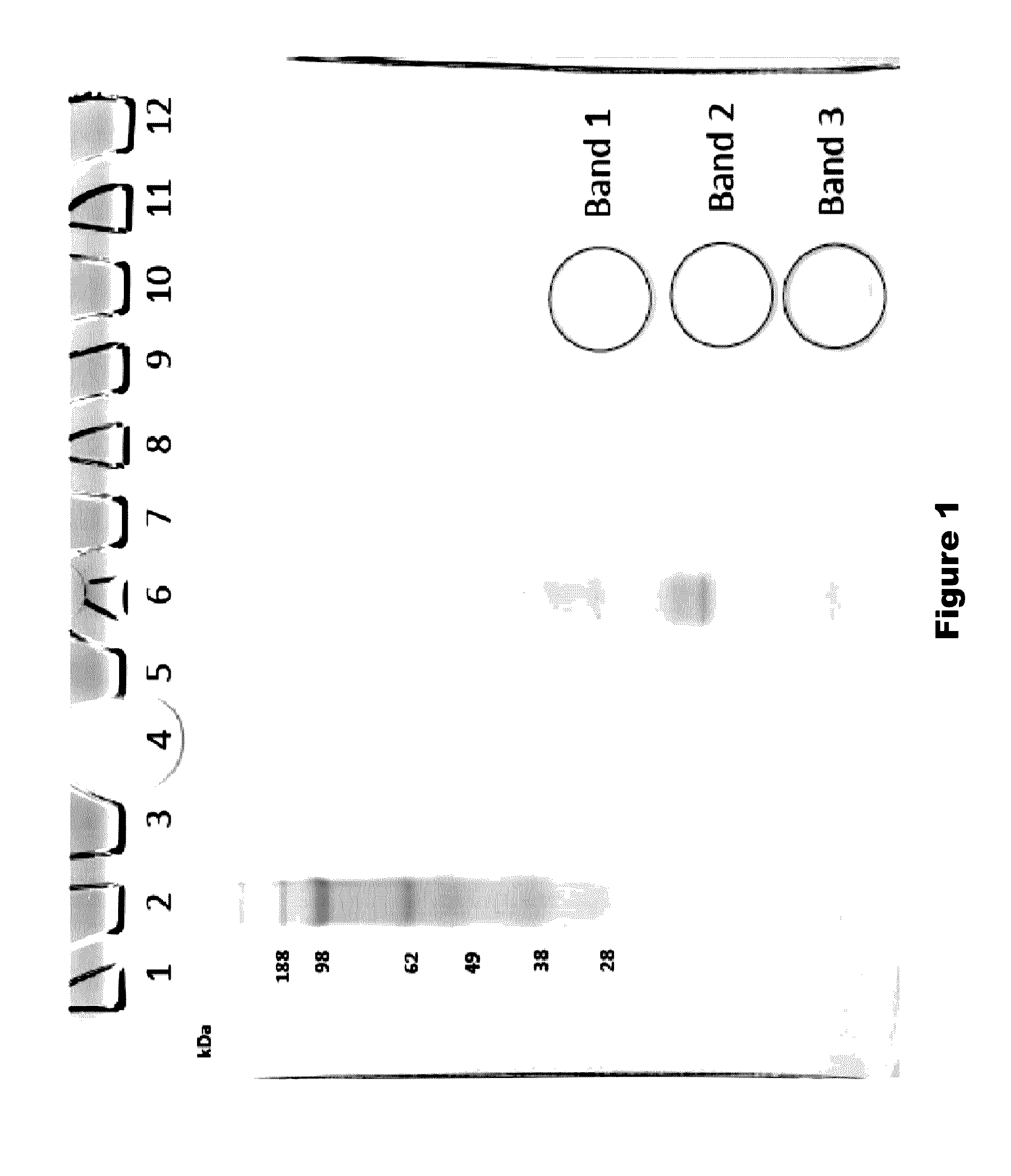 Fragments of p97 and uses thereof