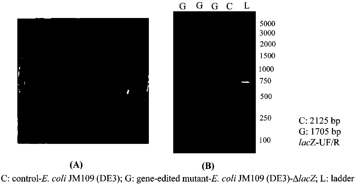 Gene editing method based on gene cas3 of I-B type CRISPR-Cas system