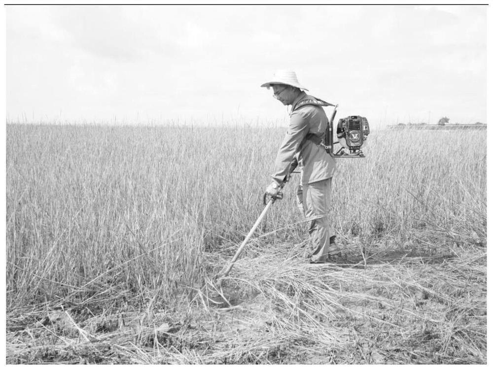 Method for removing spartina alterniflora by using high-pressure water gun and replacing and recovering spartina alterniflora by using mangrove forest