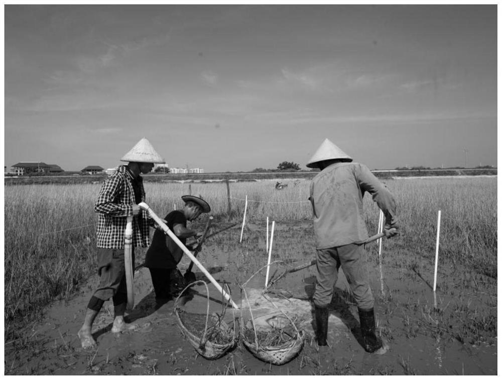 Method for removing spartina alterniflora by using high-pressure water gun and replacing and recovering spartina alterniflora by using mangrove forest