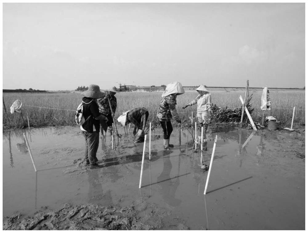 Method for removing spartina alterniflora by using high-pressure water gun and replacing and recovering spartina alterniflora by using mangrove forest