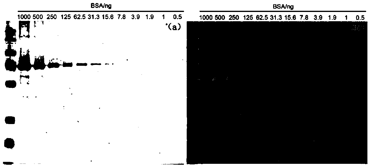 High sensitivity and low background Coomassie brilliant blue staining solution and using method thereof