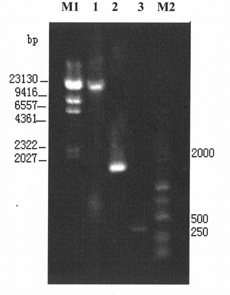 Strong bacillus G25-1-2 and applications thereof