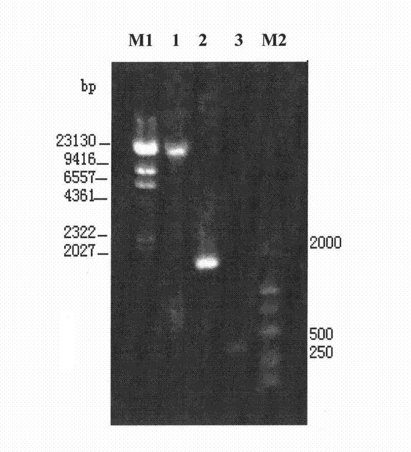 Strong bacillus G25-1-2 and applications thereof