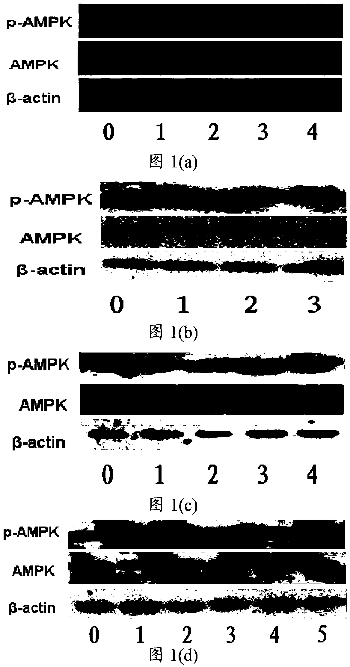 AMPK (Adenosine Monophosphate Activated Protein Kinase) activating agent and application thereof in preparation of medicaments for treating diabetes mellitus and/or diabetic complication