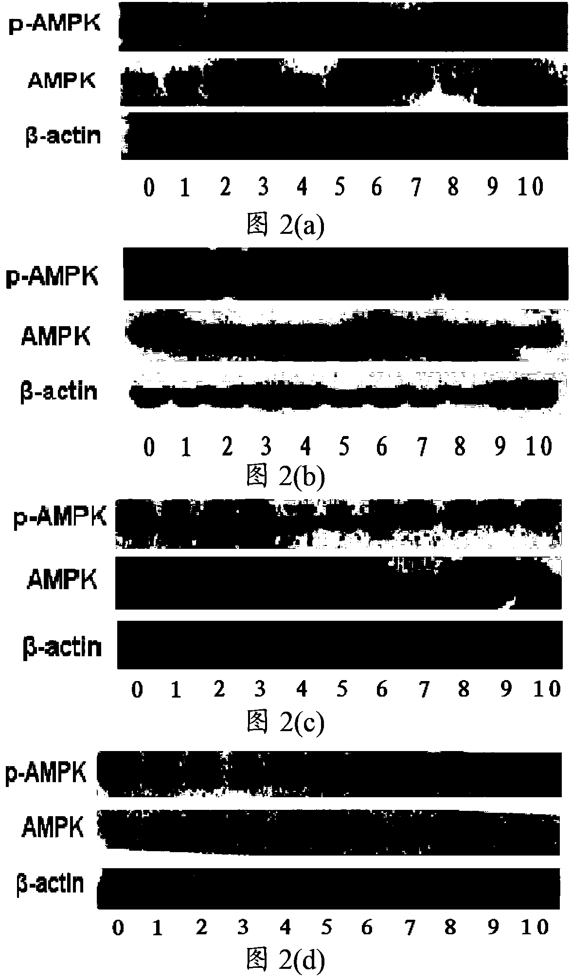 AMPK (Adenosine Monophosphate Activated Protein Kinase) activating agent and application thereof in preparation of medicaments for treating diabetes mellitus and/or diabetic complication