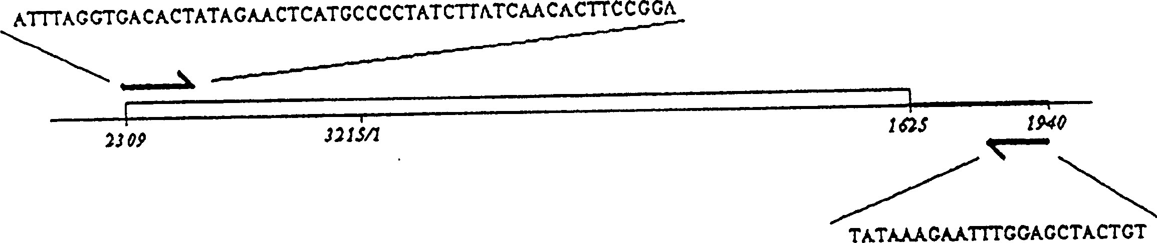 In vitro activity assay for human hepatitis B virus (HBV) DNA polymerase, and its use for screening inhibitors of HBV DNA polymerase