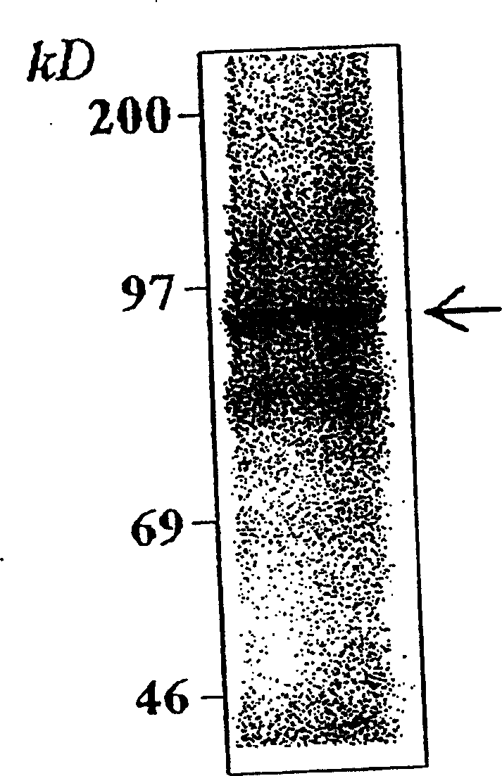 In vitro activity assay for human hepatitis B virus (HBV) DNA polymerase, and its use for screening inhibitors of HBV DNA polymerase