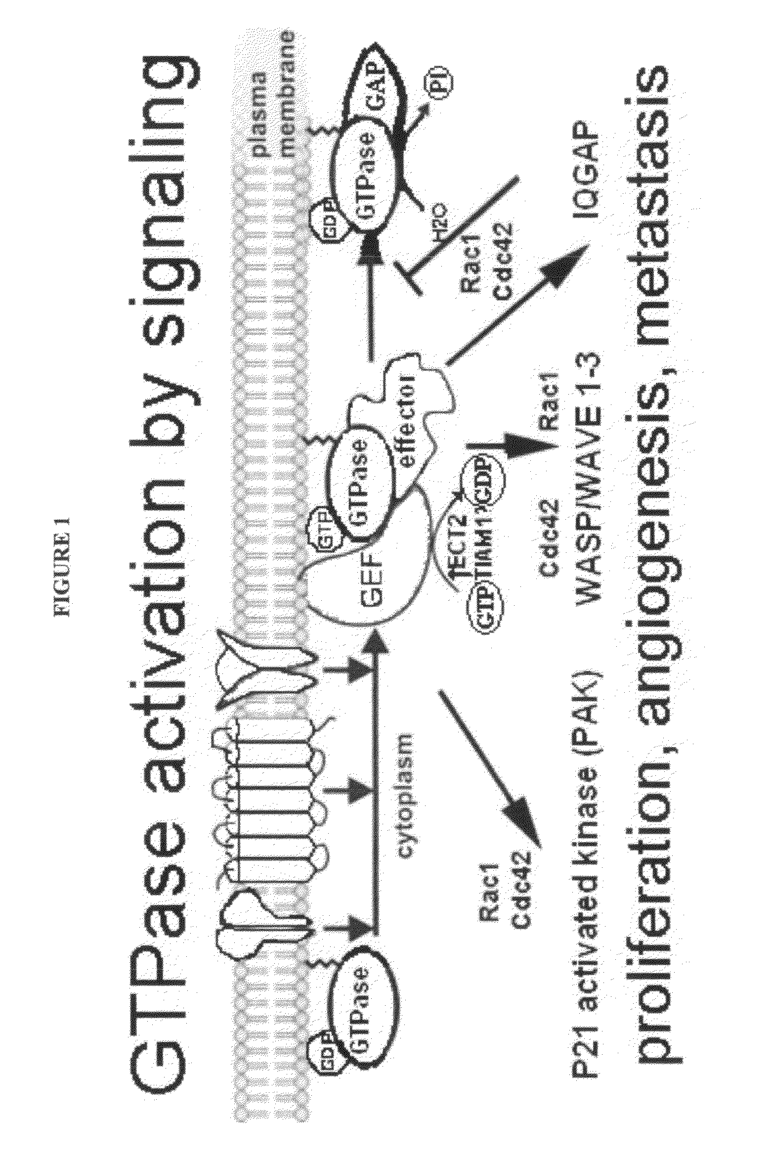 Modulators of GTPases and their use
