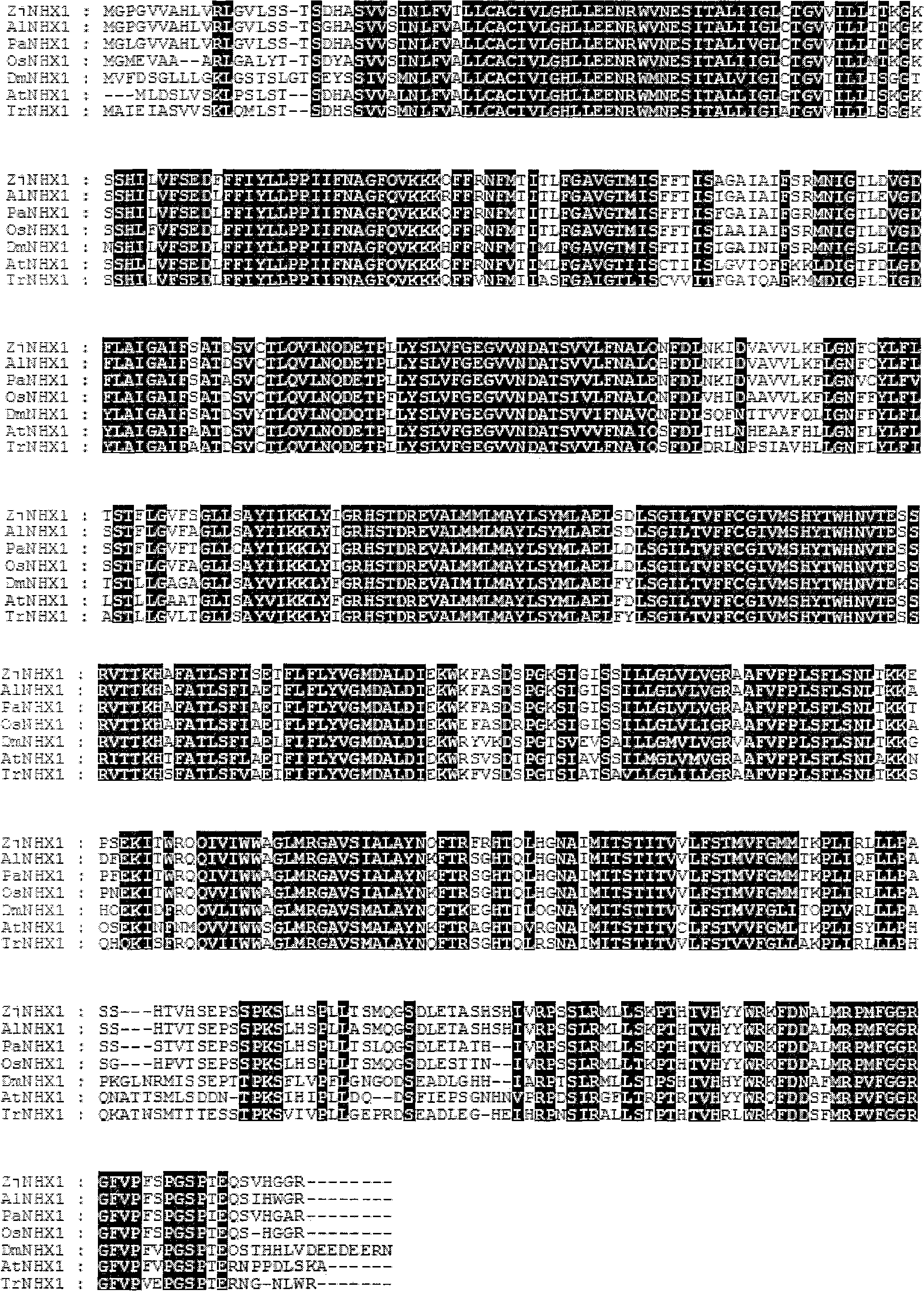 Japanese lawngrass Na&lt;+&gt;/H&lt;+&gt; antiporter gene ZjNHX1, encoding protein and application thereof